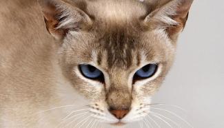 Секрет мурлыканья кошек раскрыт - ученые