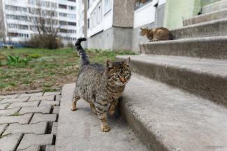 В Днепре кошкин дом во дворе превратили в хутор