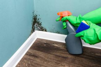 Как убрать плесень в квартире: лучшие способы