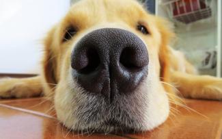 Почему у собак холодные носы