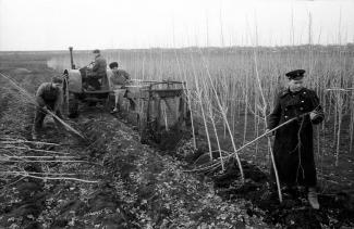 Почему в СССР всюду высаживали тополя - интересно