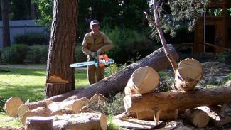 вырубка аварийных деревьев