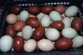 Интересные свойства яиц, о которых мало кто знает
