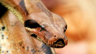 В Днепре 1,5-метровая змея заползла на детскую площадку