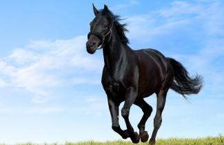К чему снится лошадь: толкование по соннику
