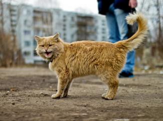 В Кривом Роге котов признали частью экосистемы города