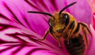 Как пчелы спасают планету - невероятное открытие ученых