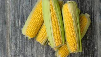 Как быстро и очень вкусно сварить кукурузу: вы удивитесь