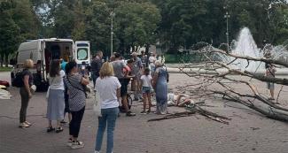 В Днепре упавшее дерево переломало ноги пешеходу: в горсовете прокомментировали инцидент