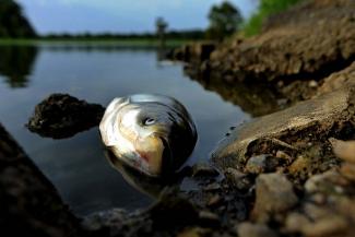 В водоемах Днепра и области массово гибнет рыба