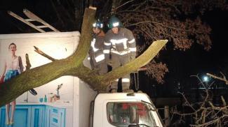 В Кривом Роге на грузовик упало 10-метровое дерево