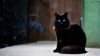 К вам прибилась черная кошка: что это значит