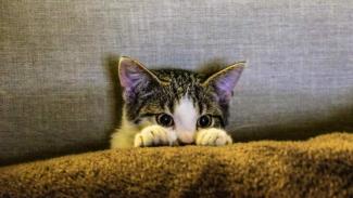 Как коты предупреждают об опасности: приметы и суеверия