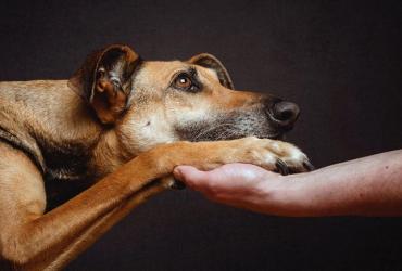 защита животных