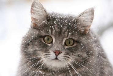 пить чай с котом