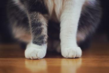 кошка