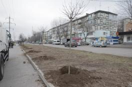 На проспекті Поля у Дніпрі висадять понад 200 молодих дерев