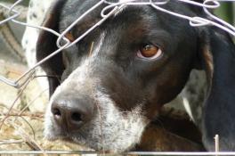 В Украине усилят наказания за жестокое обращение с животными