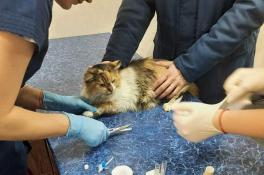 В Днепре спасают кошку с опухолью ротовой полости