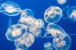 В Азовском море нашествие медуз: вылавливают сетями