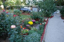 Дніпро-квітучий: містяни готуються до участі в комплексній програмі озеленення