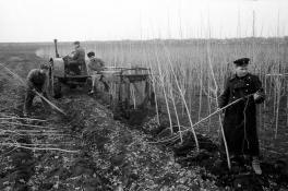 Почему в СССР всюду высаживали тополя - интересно