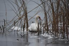 В Павлограде спасли лебедя с перебитым крылом