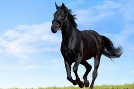 К чему снится лошадь: толкование по соннику
