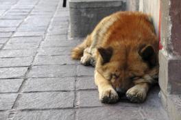 В Никополе массово травят бездомных собак
