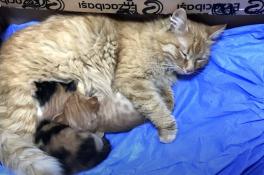 Мама-кошка принесла больных котят к ветеринарам