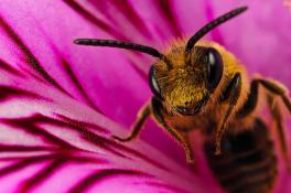 Как пчелы спасают планету - невероятное открытие ученых