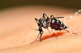 Как избавиться от комаров: работающие методы