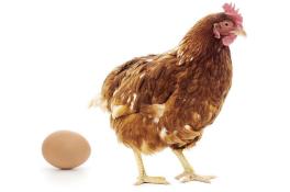 Курица или яйцо: что было раньше