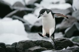 Пингвины Арктика