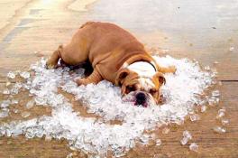 Как помочь вашей собаке пережить адскую жару