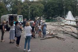 В Днепре в сквере Героев на мужчину рухнуло дерево (Фото)