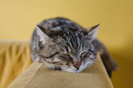Почему кошки спят почти целый день