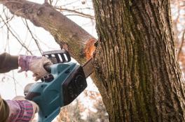 В Верхнеднепровском районе спиленное дерево убило мужчину 