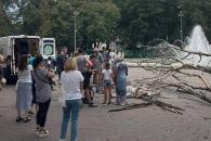 В Днепре упавшее дерево переломало ноги пешеходу: в горсовете прокомментировали инцидент