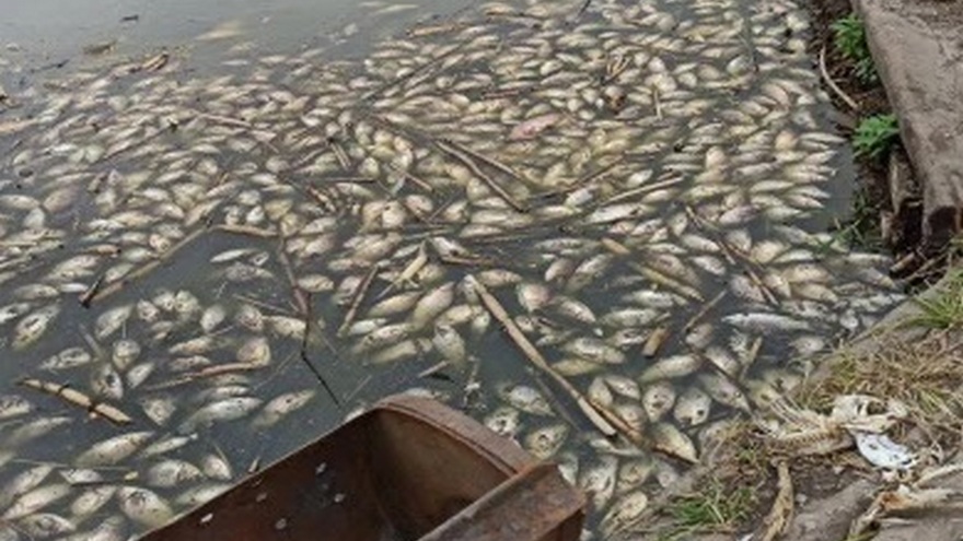 караси