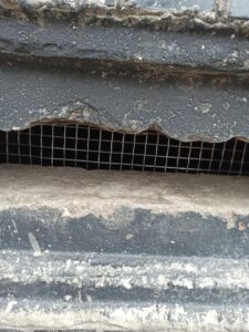 Замуровали котов