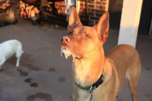 На Днепропетровщине забросали яйцами агитационный автобус Ляшко