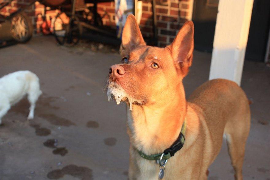 На Днепропетровщине забросали яйцами агитационный автобус Ляшко