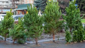 Проверить легальность новогодних елок можно будет в мобильном приложении