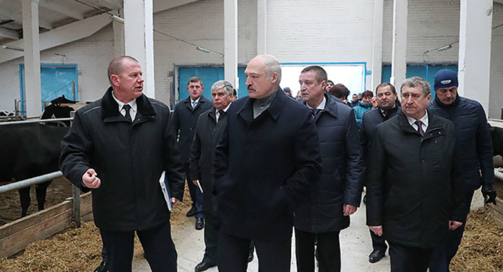Лукашенко после посещения коровника уволил чиновников
