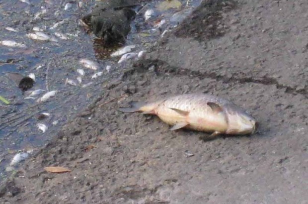 мертвая рыба