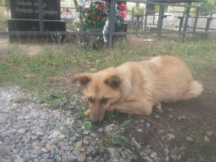 собака