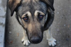 В Днепре за три года снизилось количество бродячих собак