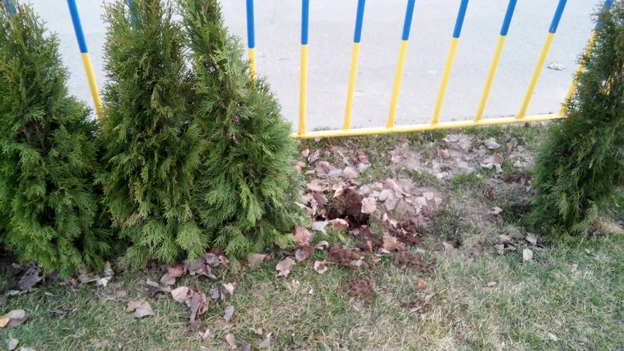 12823304_618847564933492_3469638921592414122_o