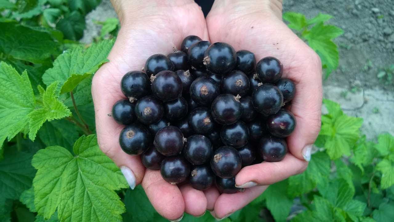 Цибульская и Добрынин